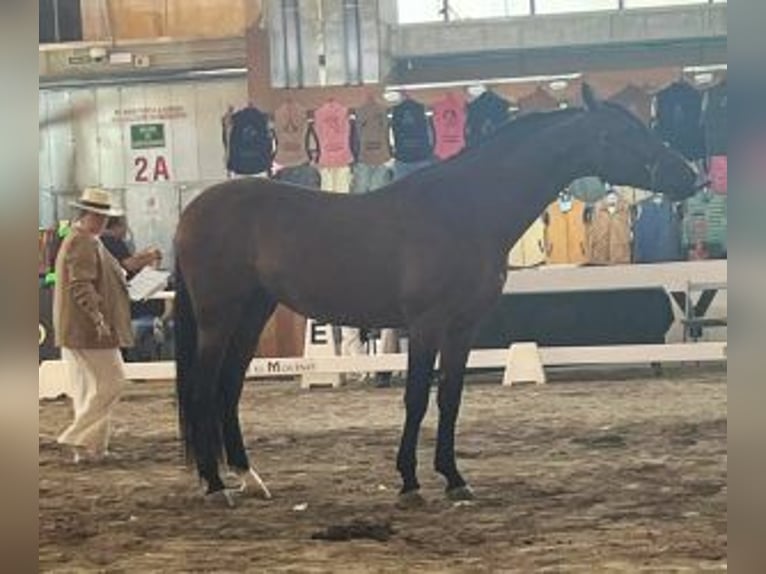 Hispano árabe Mestizo Semental 4 años 164 cm Castaño rojizo in Sevilla