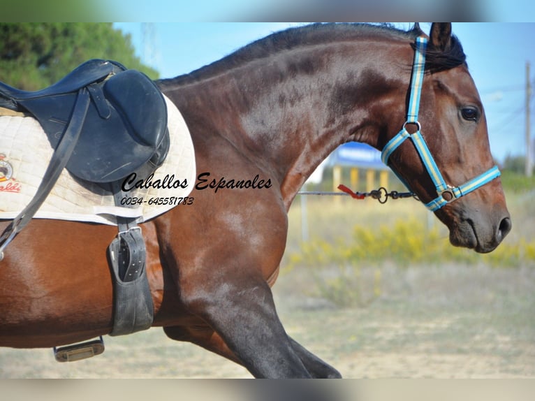 Hispano árabe Semental 5 años 156 cm Castaño in Vejer de la Frontera