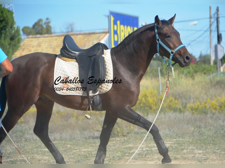 Hispano árabe Semental 5 años 156 cm Castaño in Vejer de la Frontera