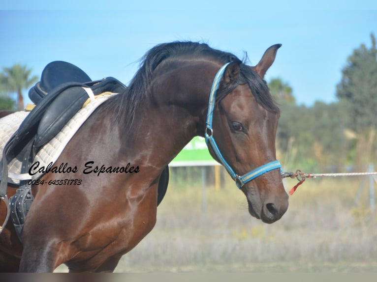 Hispano árabe Semental 5 años 156 cm Castaño in Vejer de la Frontera