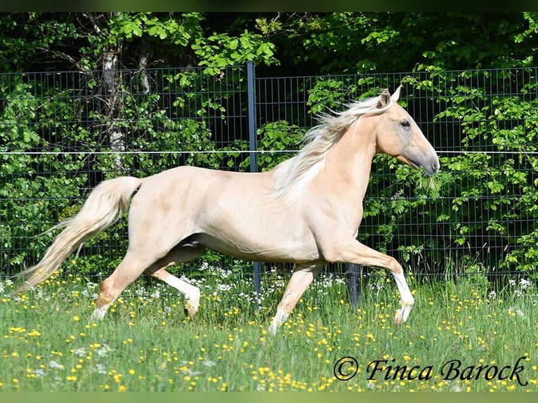 Hispano árabe Semental 5 años 156 cm Palomino in Wiebelsheim