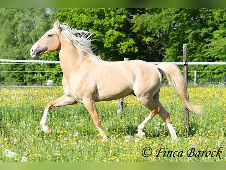Hispano árabe Semental 5 años 156 cm Palomino in Wiebelsheim