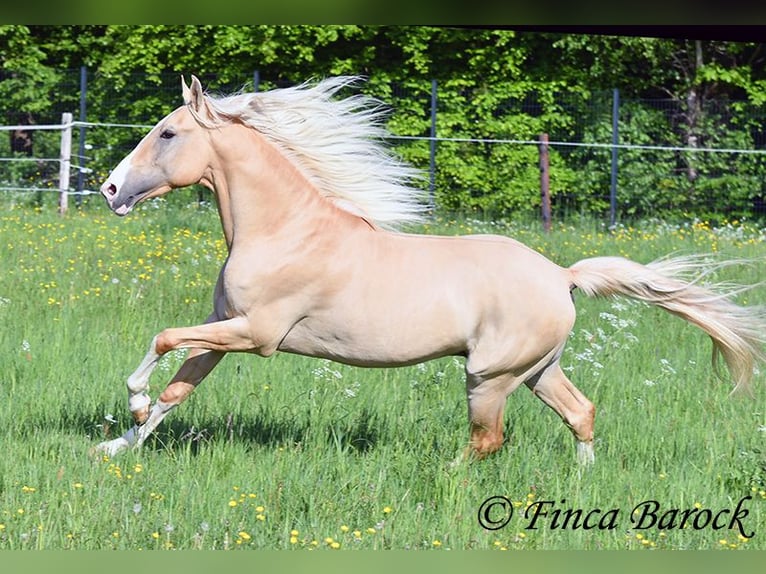 Hispano árabe Semental 5 años 156 cm Palomino in Wiebelsheim