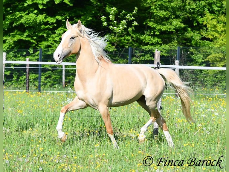 Hispano árabe Semental 5 años 156 cm Palomino in Wiebelsheim