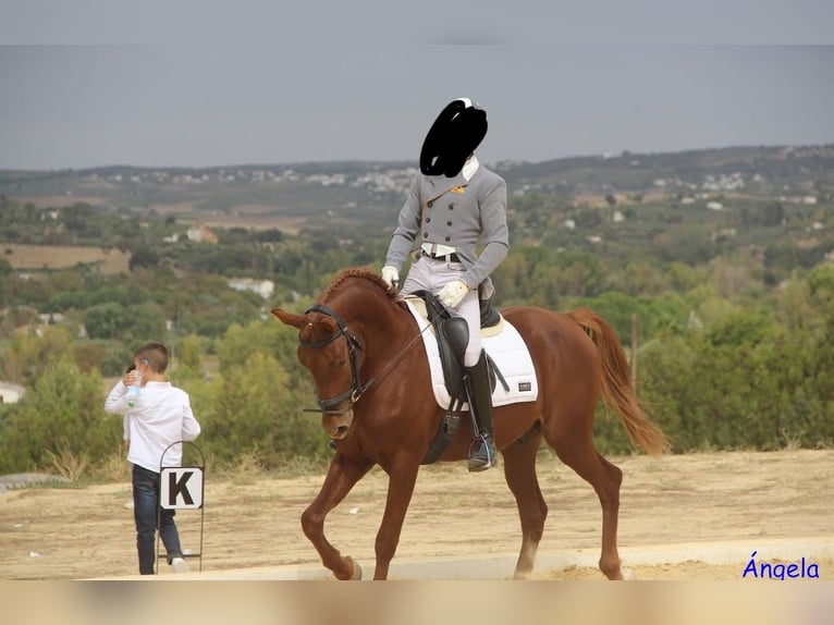 Hispano árabe Mestizo Semental 5 años 157 cm Alazán in Ronda