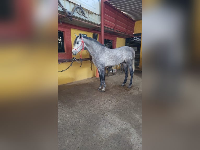 Hispano árabe Semental 5 años 158 cm Tordillo negro in Menden