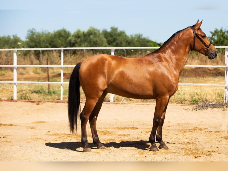 Hispano árabe Semental 7 años 164 cm Alazán in Badajoz