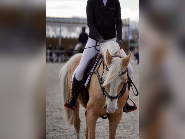 Hispano árabe Mestizo Semental 9 años 156 cm Palomino in Madrid
