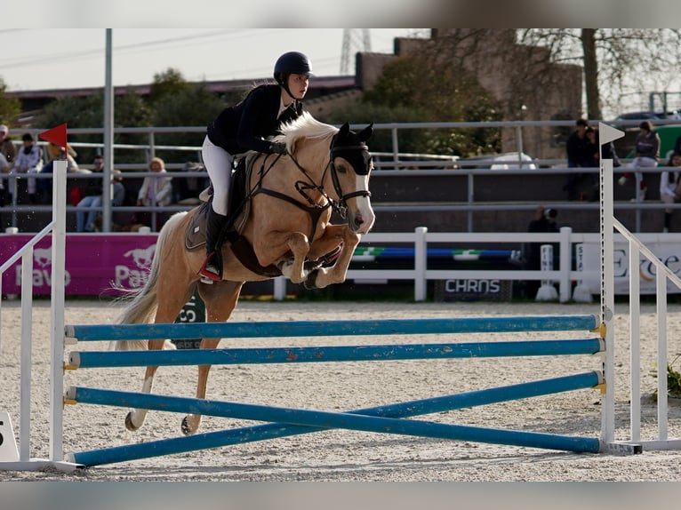 Hispano árabe Mestizo Semental 9 años 156 cm Palomino in Madrid