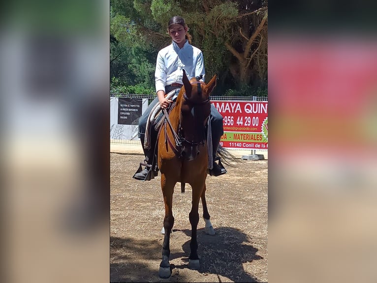 Hispano árabe Yegua 13 años 159 cm Castaño in San Fernando