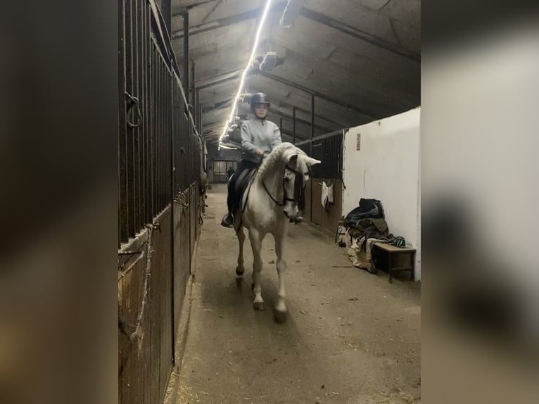 Hispano árabe Yegua 15 años 163 cm Tordo in Zaragoza