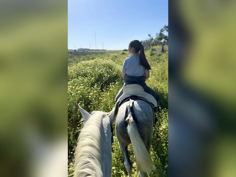 Hispano árabe Yegua 17 años Tordo picazo in Camas