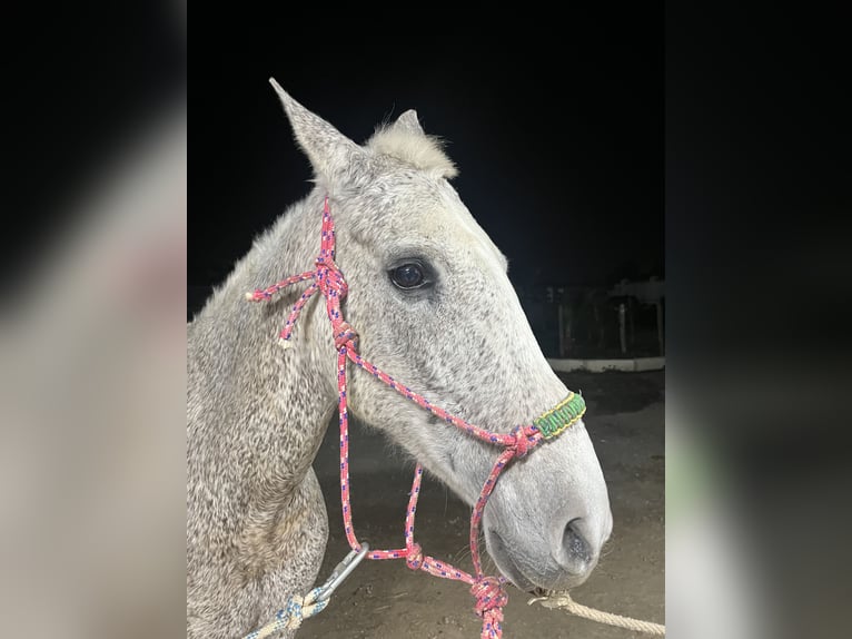 Hispano árabe Yegua 17 años Tordo picazo in Camas