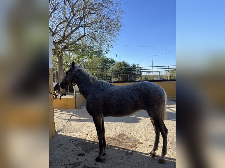 Hispano árabe Yegua 17 años Tordo picazo in Camas