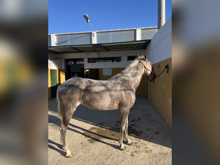 Hispano árabe Yegua 17 años Tordo picazo in Camas