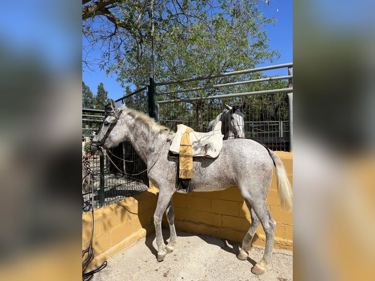 Hispano árabe Yegua 17 años Tordo picazo in Camas