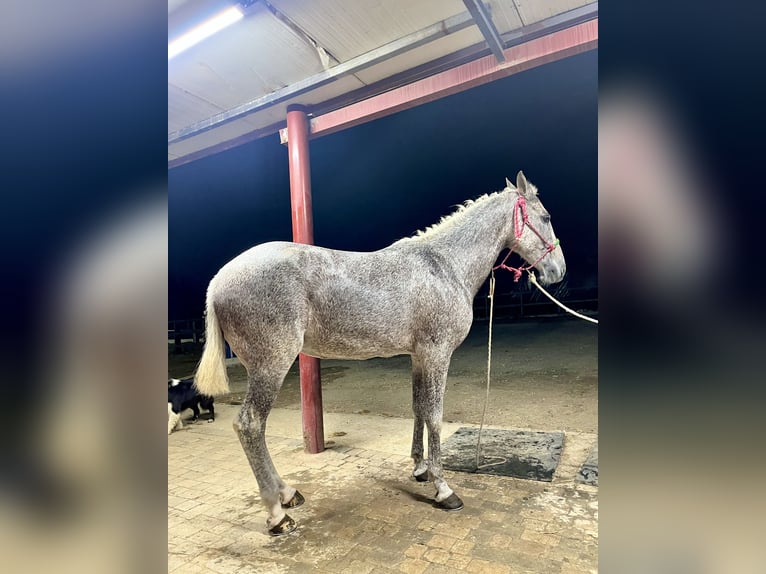 Hispano árabe Yegua 17 años Tordo picazo in Camas