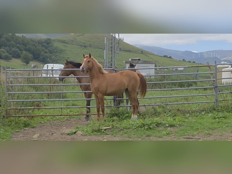 Hispano árabe Yegua 1 año Alazán in Salto Del Oso