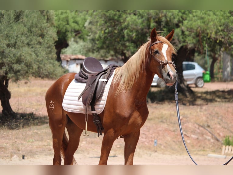Hispano árabe Yegua 3 años 159 cm Alazán in Valencia