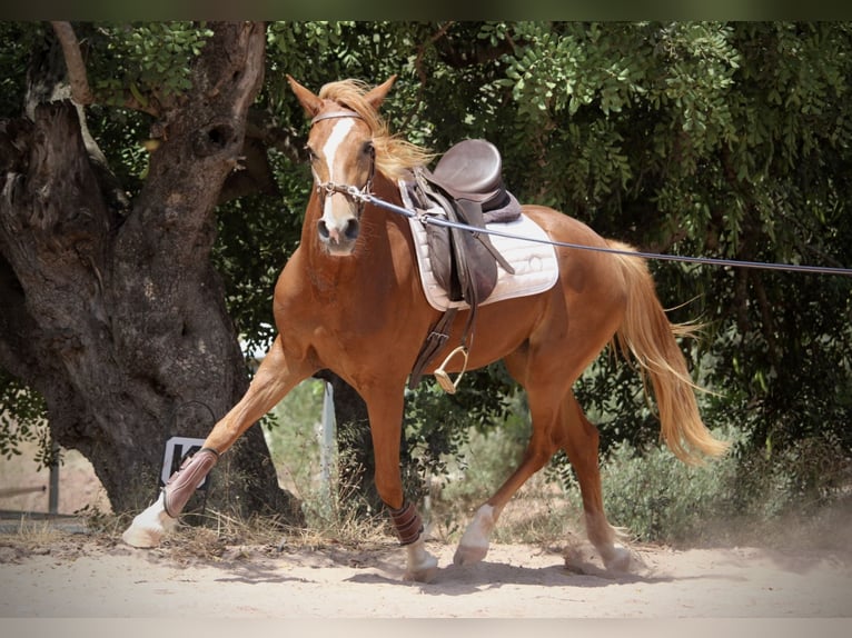Hispano árabe Yegua 3 años 159 cm Alazán in Valencia