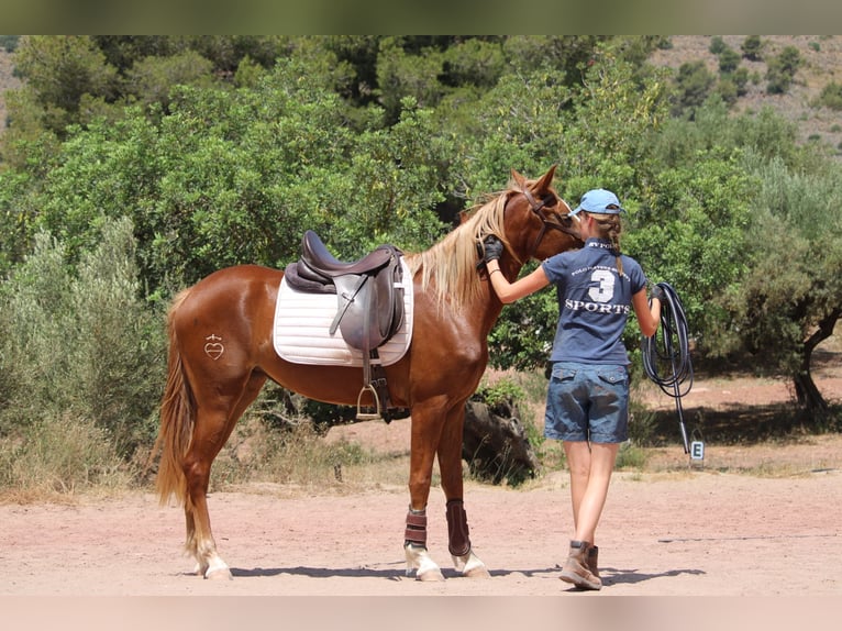 Hispano árabe Yegua 3 años 159 cm Alazán in Valencia