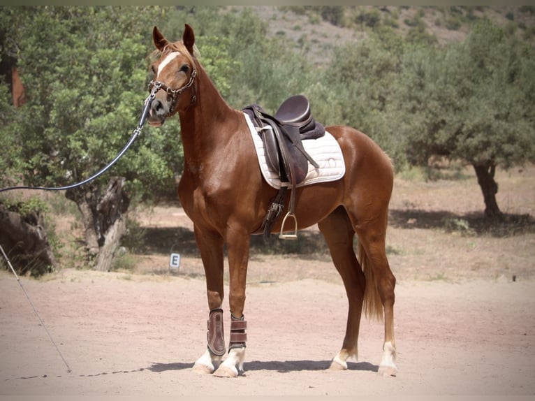Hispano árabe Yegua 3 años 159 cm Alazán in Valencia