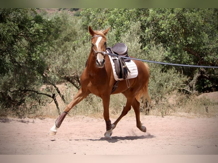 Hispano árabe Yegua 3 años 159 cm Alazán in Valencia