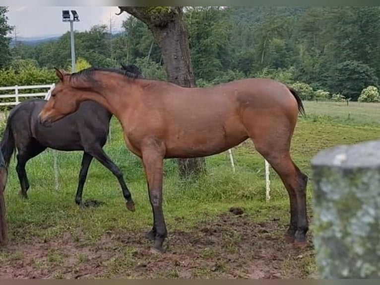 Hispano árabe Yegua 3 años 160 cm Castaño in Menden