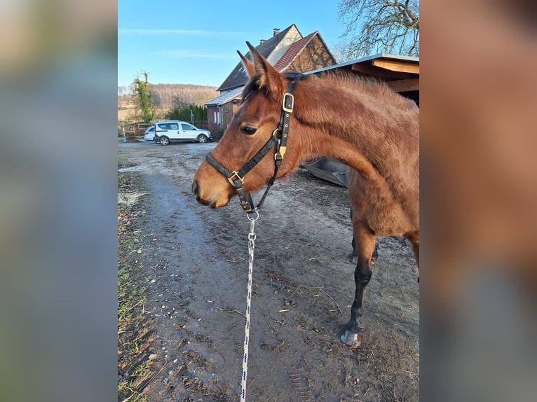 Hispano árabe Yegua 3 años 160 cm Castaño in Menden