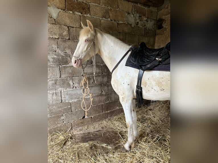 Hispano árabe Yegua 4 años 150 cm Cremello in Dorgali