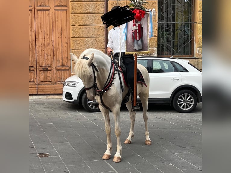 Hispano árabe Yegua 4 años 150 cm Cremello in Dorgali