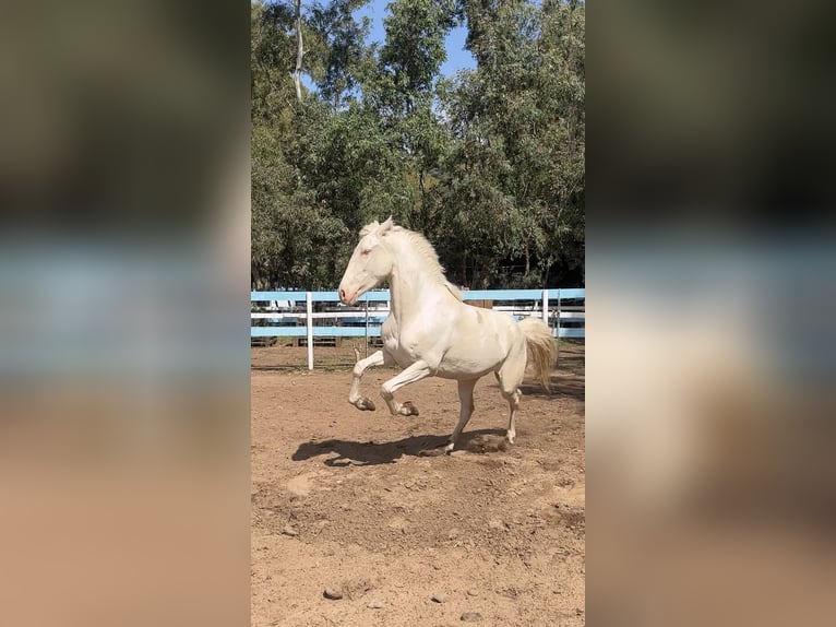 Hispano árabe Yegua 4 años 150 cm Cremello in Dorgali