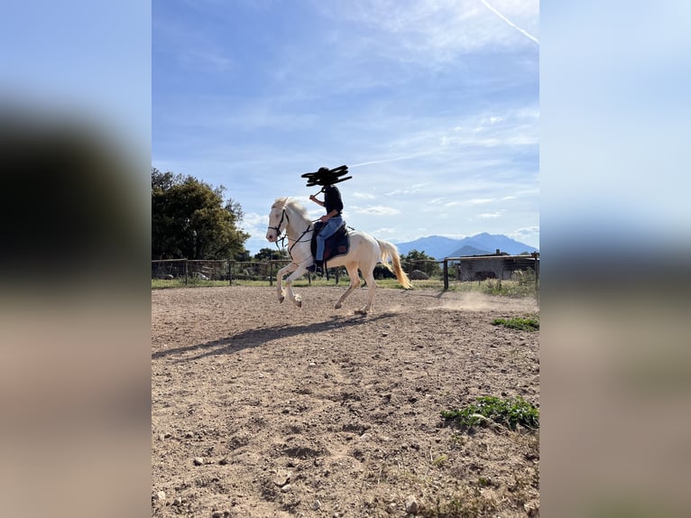 Hispano árabe Yegua 4 años 150 cm Cremello in Dorgali