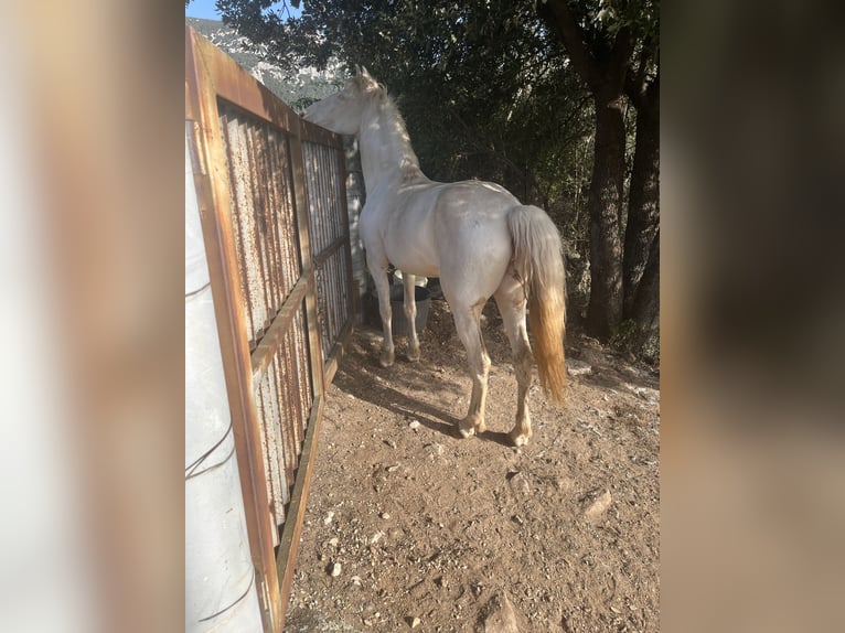 Hispano árabe Yegua 4 años 150 cm Cremello in Dorgali