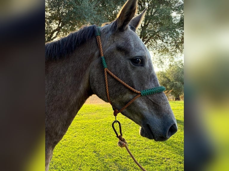 Hispano árabe Yegua 4 años 157 cm in Vejer de la Frontera