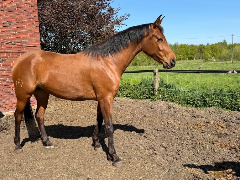 Hispano árabe Yegua 4 años 157 cm Castaño in Sendenhorst