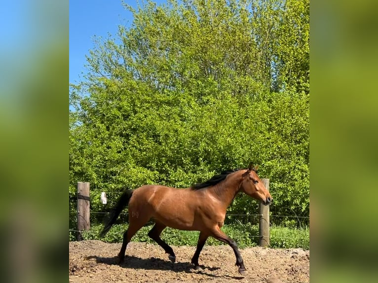 Hispano árabe Yegua 4 años 160 cm Castaño in Sendenhorst
