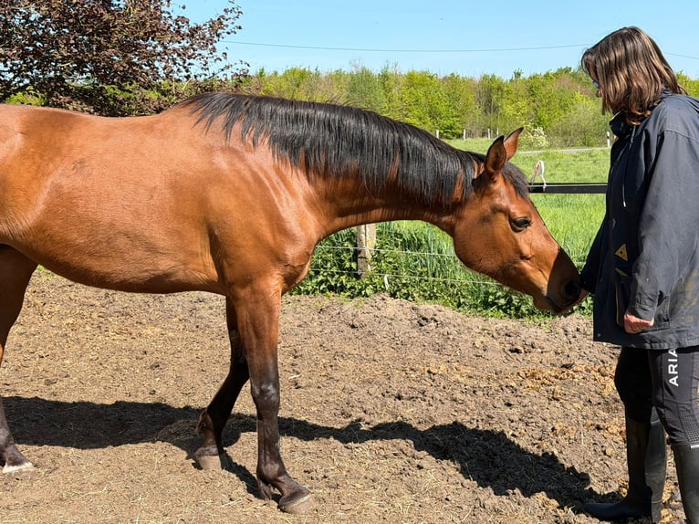 Hispano árabe Yegua 4 años 160 cm Castaño in Sendenhorst