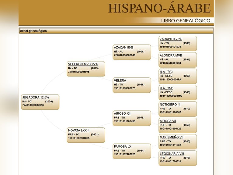 Hispano árabe Yegua 5 años 160 cm Tordo in Wiebelsheim