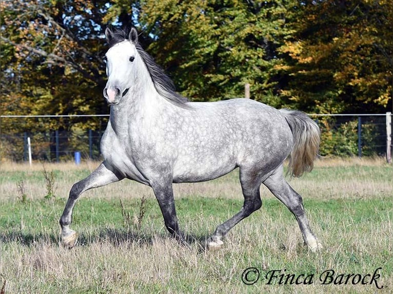 Hispano árabe Yegua 5 años 160 cm Tordo in Wiebelsheim
