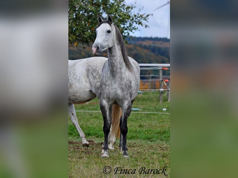 Hispano árabe Yegua 5 años 160 cm Tordo in Wiebelsheim