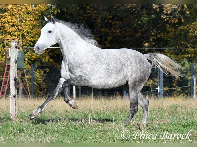Hispano árabe Yegua 5 años 160 cm Tordo in Wiebelsheim