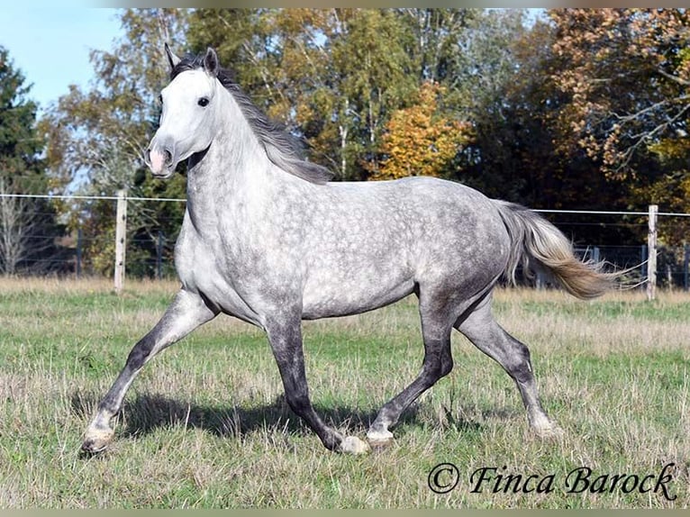 Hispano árabe Yegua 5 años 160 cm Tordo in Wiebelsheim