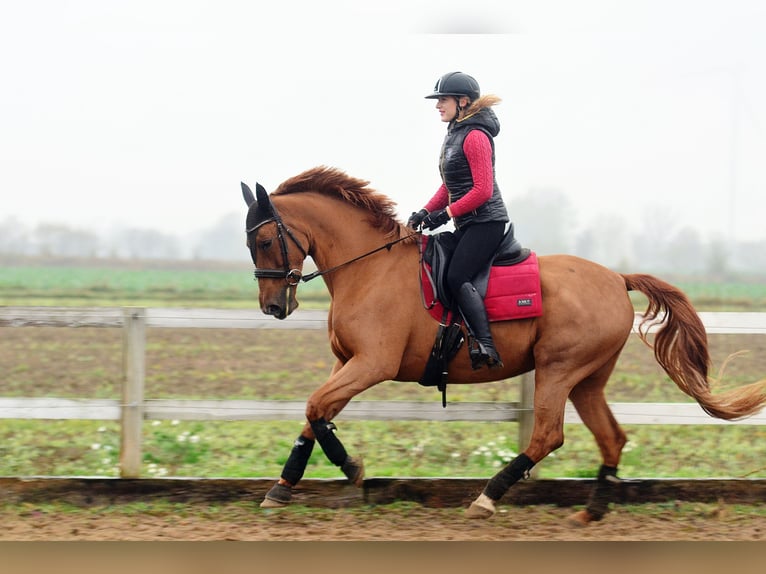 Hispano árabe Yegua 6 años 165 cm Alazán in Radziejów