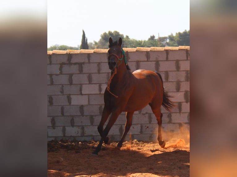 Hispano árabe Yegua 7 años 153 cm Castaño in Chiclana de la Frontera