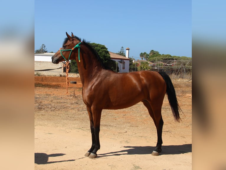 Hispano árabe Yegua 7 años 153 cm Castaño in Chiclana de la Frontera