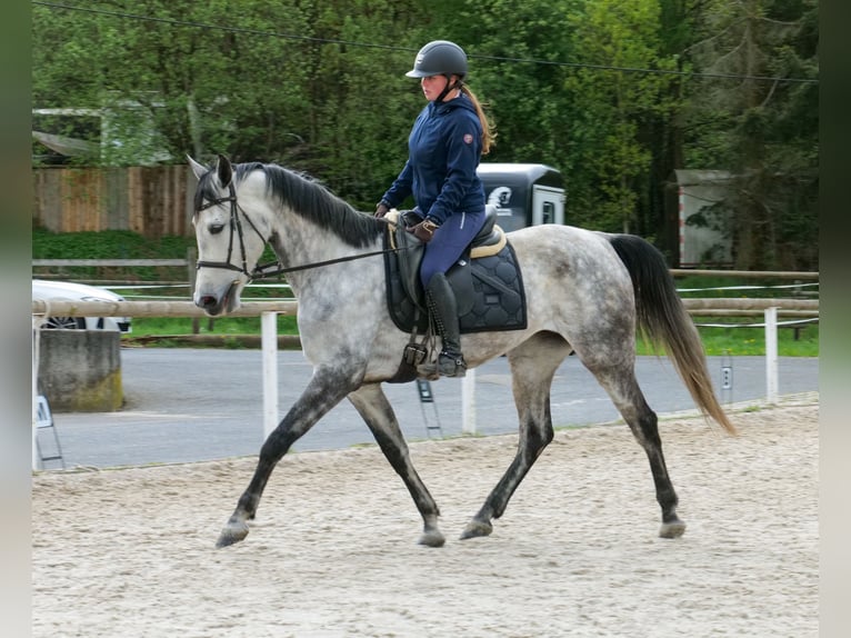Hispano árabe Yegua 7 años 153 cm Tordo in Neustadt (Wied)