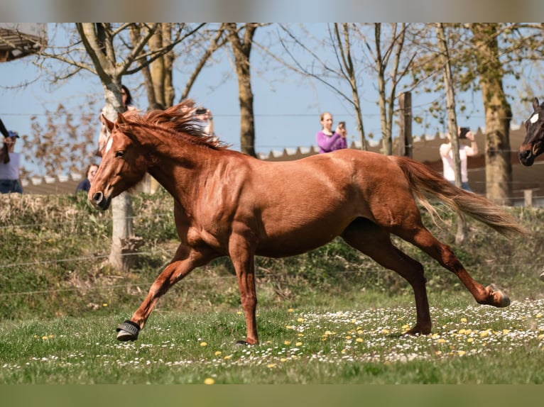 Hispano árabe Yegua 8 años 157 cm Alazán in Lindlar