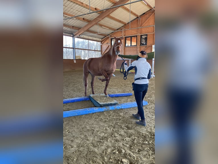 Hispano árabe Yegua 8 años 157 cm Alazán in Lindlar