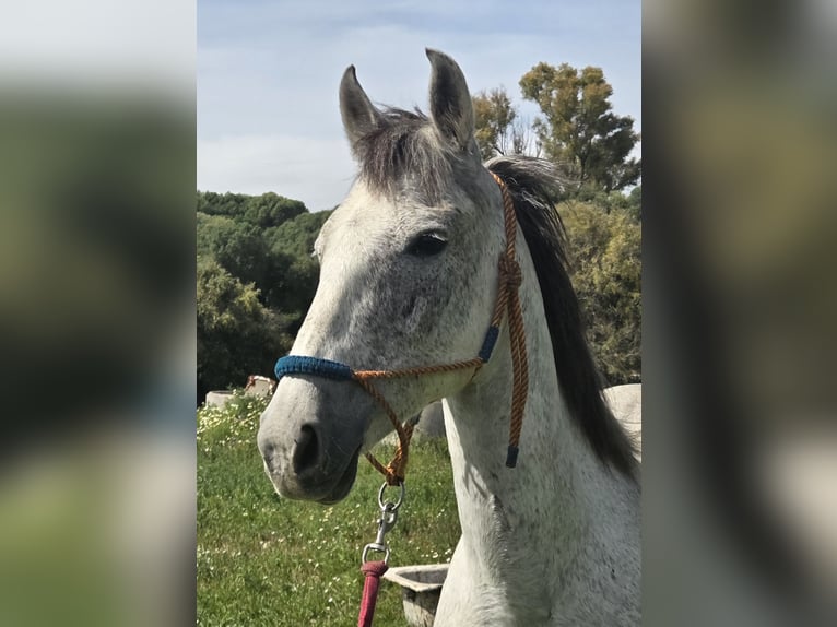 Hispano árabe Yegua 9 años 151 cm Tordo in Vejer de la Frontera